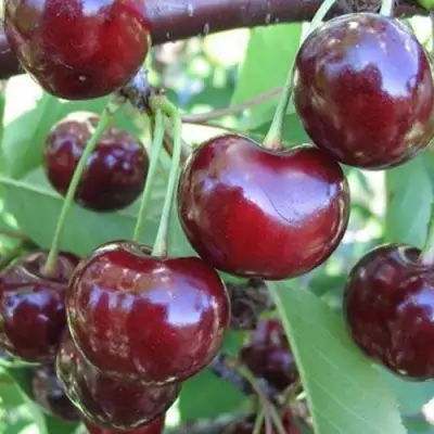 Вишня ЖАДАНА в Лиде