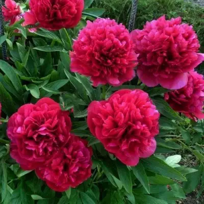 Пион БЕЛГРАВИЯ травянистый в Лиде