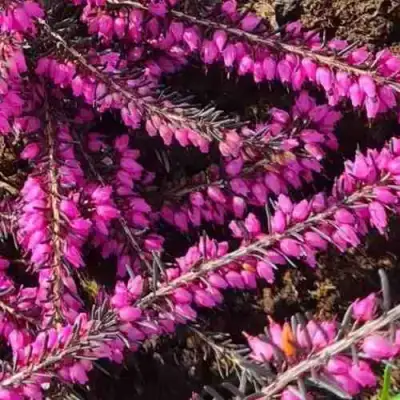 ЭРИКА "АЛЬПИЙСКИЙ ВЕРЕСК" (зимующая) сорт АТРОРУБРА в Лиде