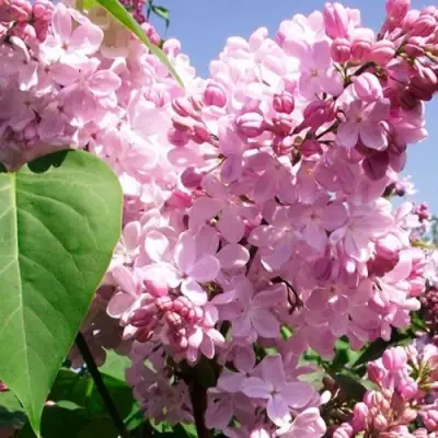 Сирень АДЕЛИНА в Лиде