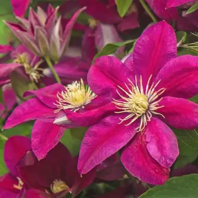 Клематис ЭРНЕСТ МАРКХАМ в Лиде