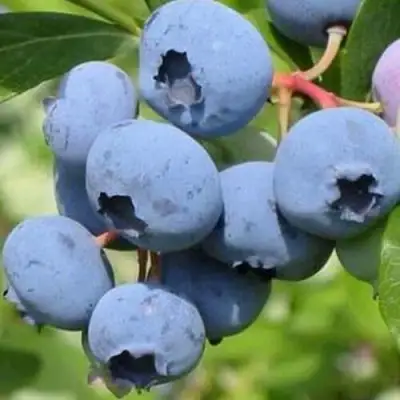 Голубика ДАРРОУ в Лиде