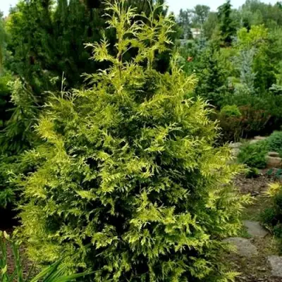 Туя ЗЕБРИНА ЭКСТРА ГОЛД складчатая в Лиде