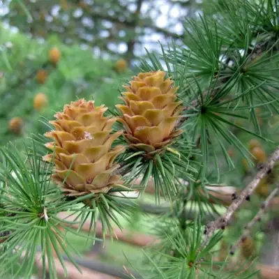 Лиственница КЕМПФЕРА в Лиде
