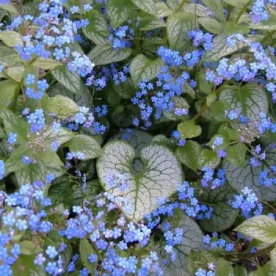 Бруннера ДЖЭК ФРОСТ в Лиде