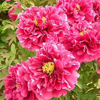 Пион ВОСХОД СОЛНЦА древовидный в Лиде