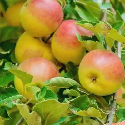 Яблоня ПАМЯТЬ БЛЫНСКОГО колонновидная в Лиде