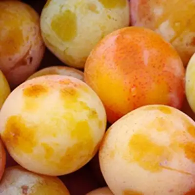 Слива ЯХОНТОВАЯ в Лиде