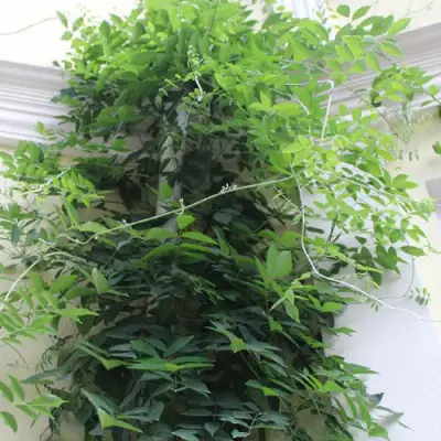 Глициния макростахия БЛЮ МУН в Лиде