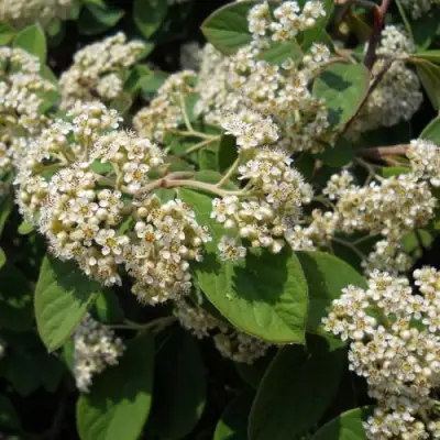 Кизильник пузырчатый в Лиде