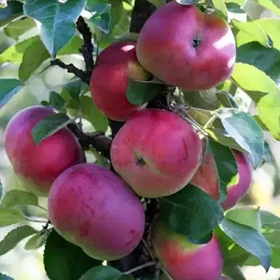 Яблоня ЕСЕНИЯ колонновидная в Лиде