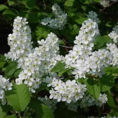 Черемуха ПАМЯТИ САЛАМАТОВА в Лиде