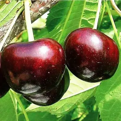 Черешня САММИТ в Лиде