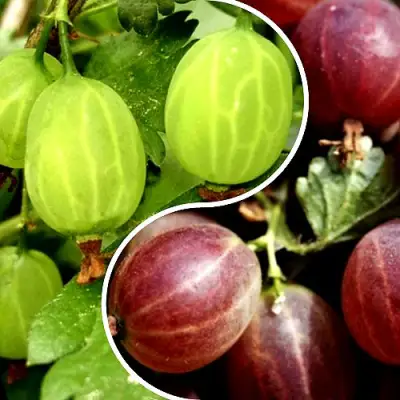 Комплект СКАЗКА в Лиде