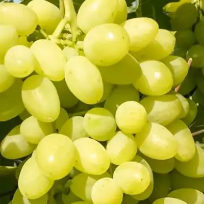 Виноград ДОЛГОЖДАННЫЙ в Лиде