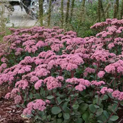 Очиток (седум) МАТРОНА в Лиде