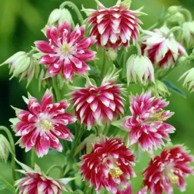 Аквилегия БАРЛОУ НОРА гибрид МакКаны в Лиде