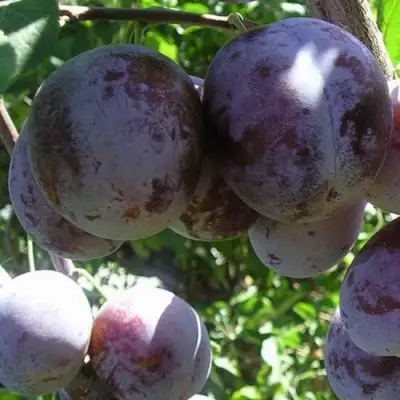 Слива РЕНКЛОД ХАРИТОНОВОЙ в Лиде