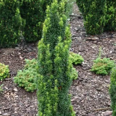 Тис ВОЙТЕК средний  в Лиде