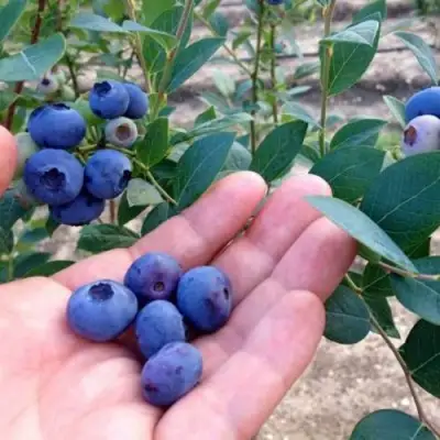 Голубика НОРТ КАНТРИ в Лиде