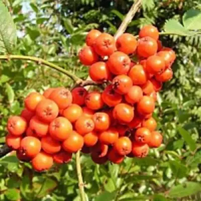 Рябина КОНЦЕНТРА сладкоплодная в Лиде