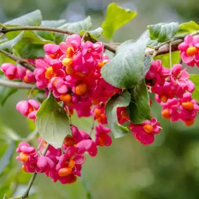 Бересклет ЕВРОПЕЙСКИЙ в Лиде