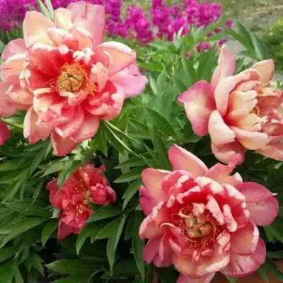 Пион ДЖУЛИЯ РОУЗ ито-гибрид в Лиде