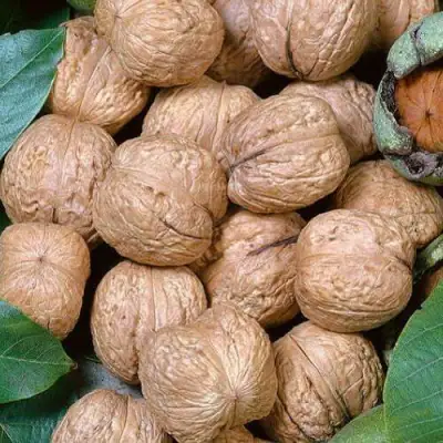 Грецкий орех ПРЕЗИДЕНТ в Лиде