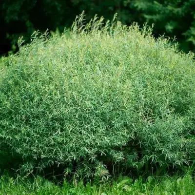 Ива НАНА пурпурная в Лиде