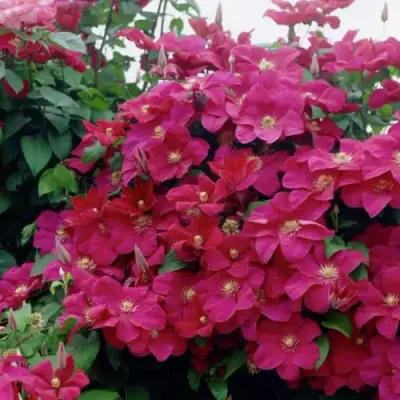 Клематис РУЖ КАРДИНАЛ в Лиде