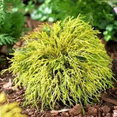 Кипарисовик ВАВЕЛ горохоплодный в Лиде