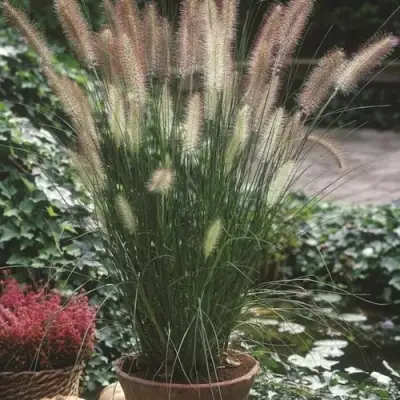 Пеннисетум ХАМЕЛН в Лиде