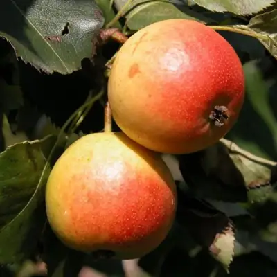 Груша АЛЁНУШКА в Лиде