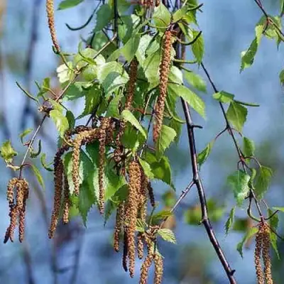 Береза ПОВИСЛАЯ в Лиде