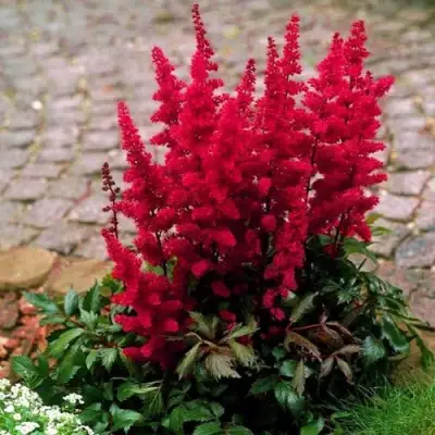 Астильба ГЛАТ Арендса в Лиде