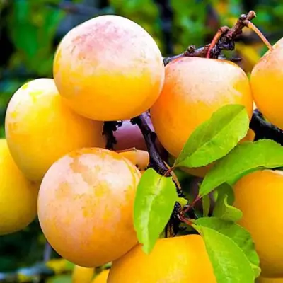 Слива МИНСКАЯ в Лиде