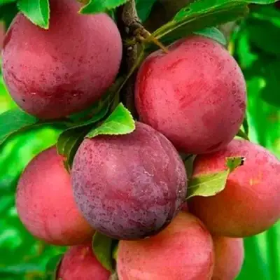 Слива КЛЕОПАТРА в Лиде