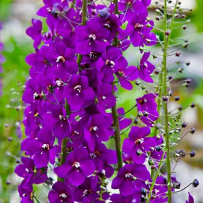 Коровяк ВИОЛЕТТА (вербаскум) в Лиде