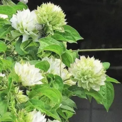 Клематис КОХАНА в Лиде