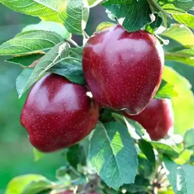 Яблоня РЕД ДЕЛИШЕС в Лиде