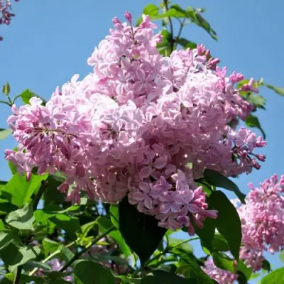 Сирень БУФФОН в Лиде