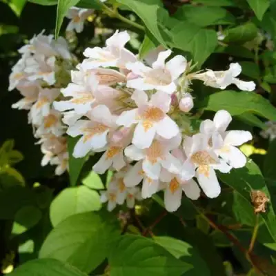 Кольквиция прелестная в Лиде