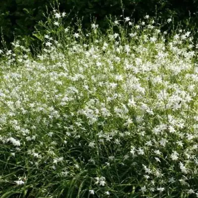 Венечник ветвистый в Лиде