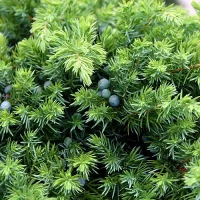 Можжевельник ШЛЯГЕР прибрежный в Лиде