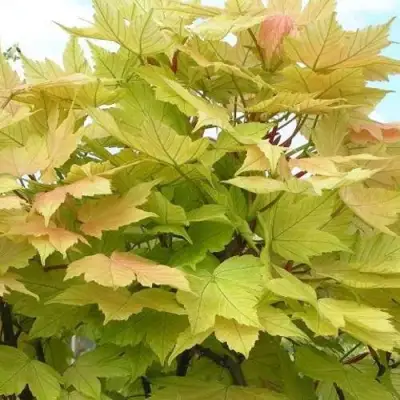 Клен ложноплатановый в Лиде