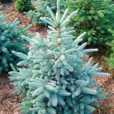 Ель КЕЙБАБ колючая в Лиде