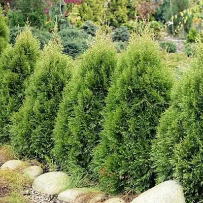 Туя СМАРАГД ВИТБОНТ западная в Лиде