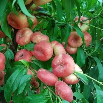 Нектарин КОНЦЕТТИНА в Лиде