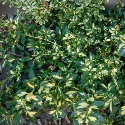 Бересклет САНСПОТ форчуна в Лиде