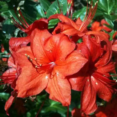 Азалия ДОЛОРОСО листопадная в Лиде